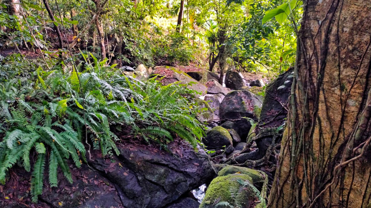 Eco Jungle Hideout, Matara