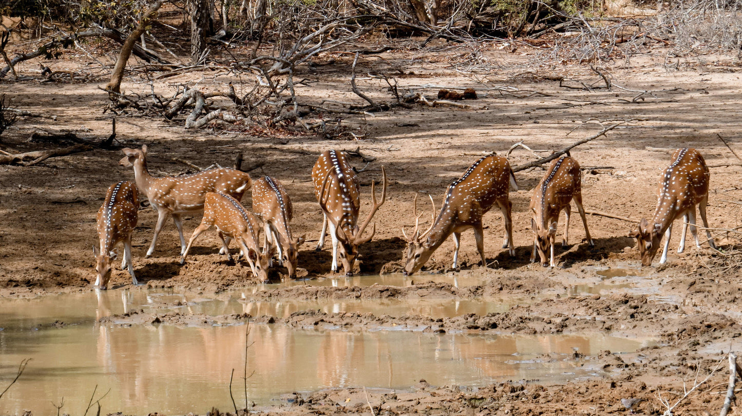 Safari privé au parc national de Yala avec un naturaliste