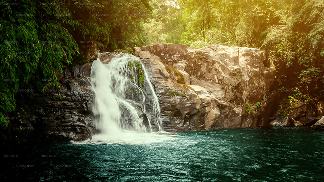 Explorez la forêt tropicale de Sinharaja (demi-journée)