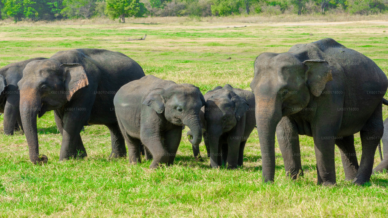 Safari dans le parc national de Minneriya au départ de Kitulgala