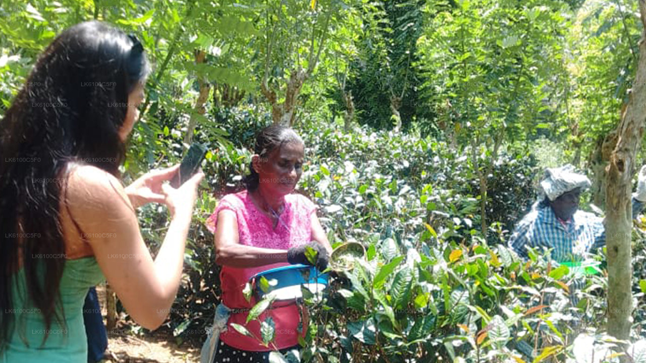 Explorez les trésors cachés de Galle et dînez chez les habitants.