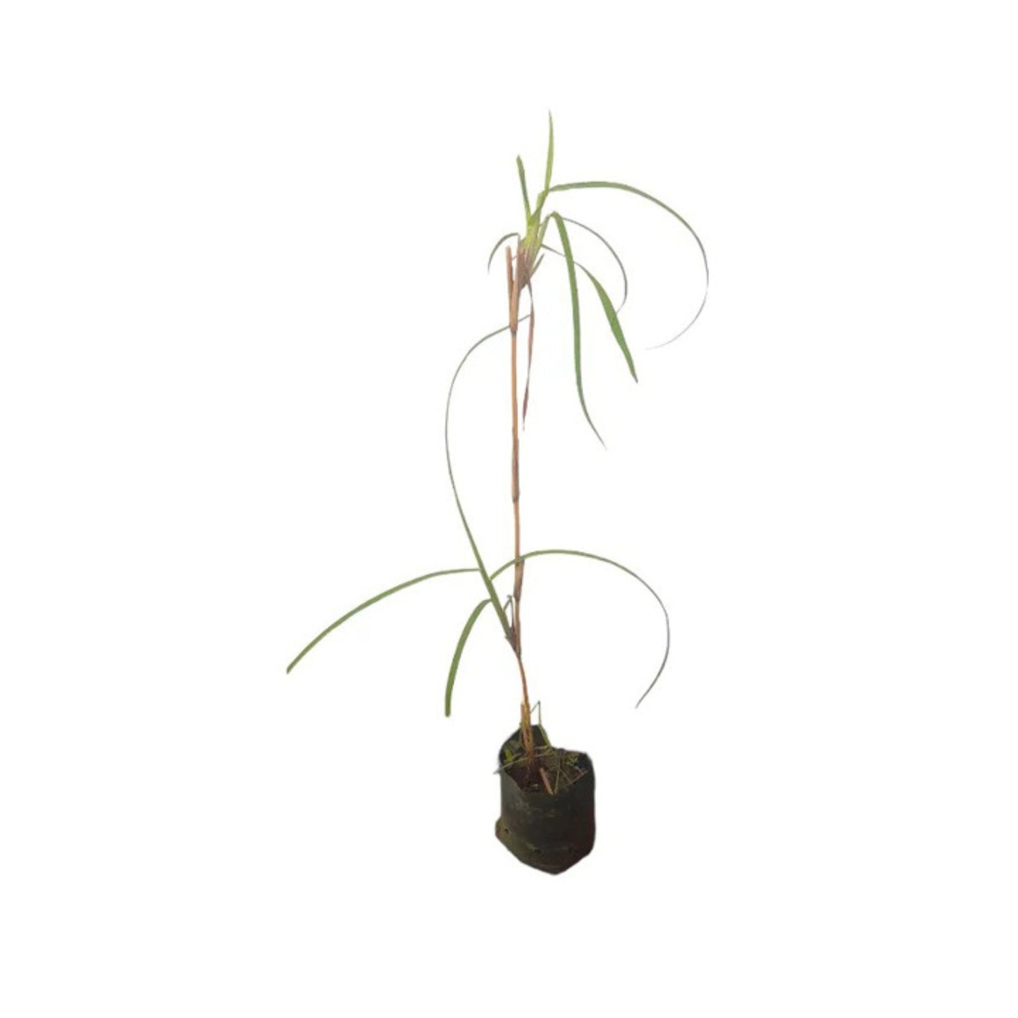 Plante Lakpura® Ithana