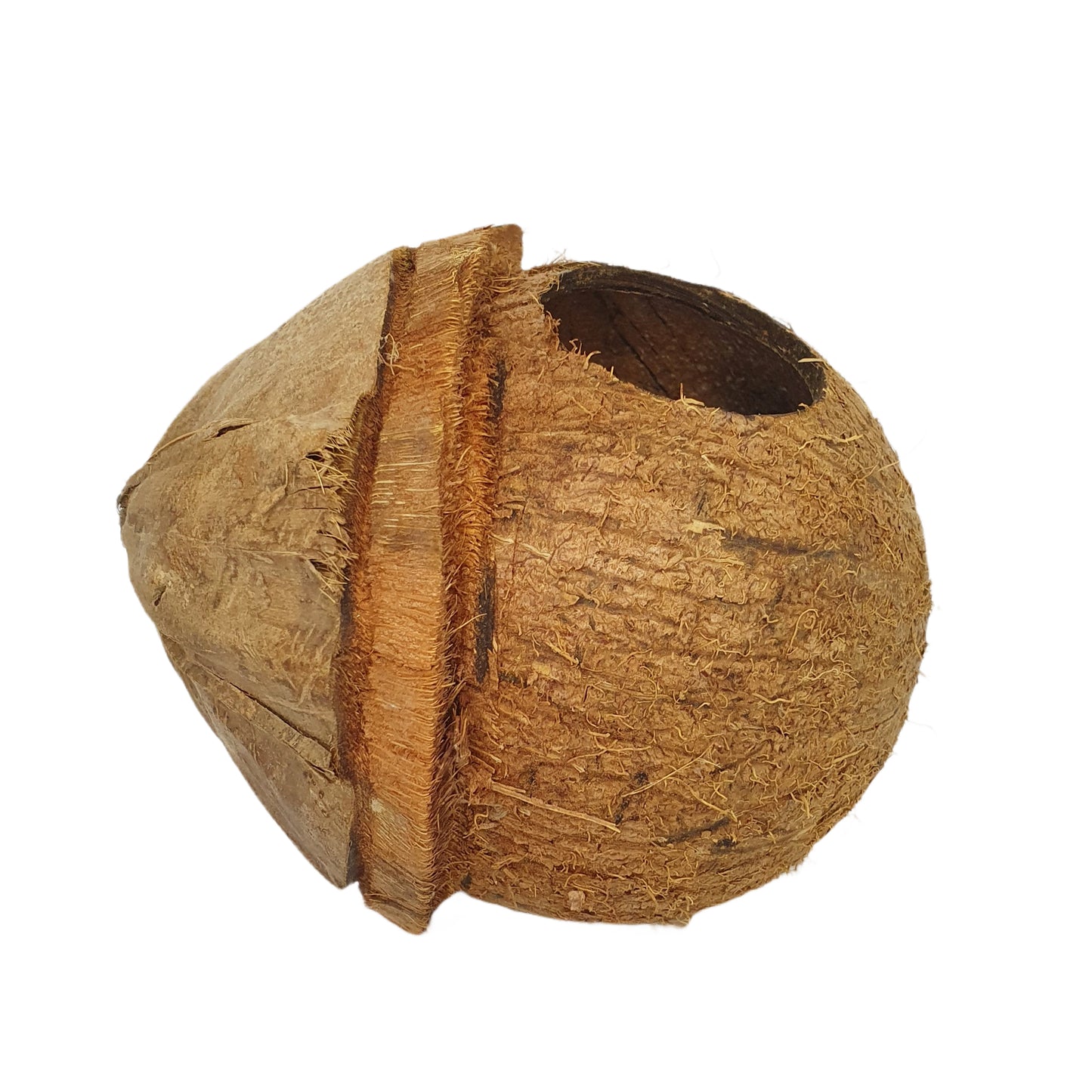Bivenro Natural Coconut Bird Nest With Husk Cap Design (Free Size)