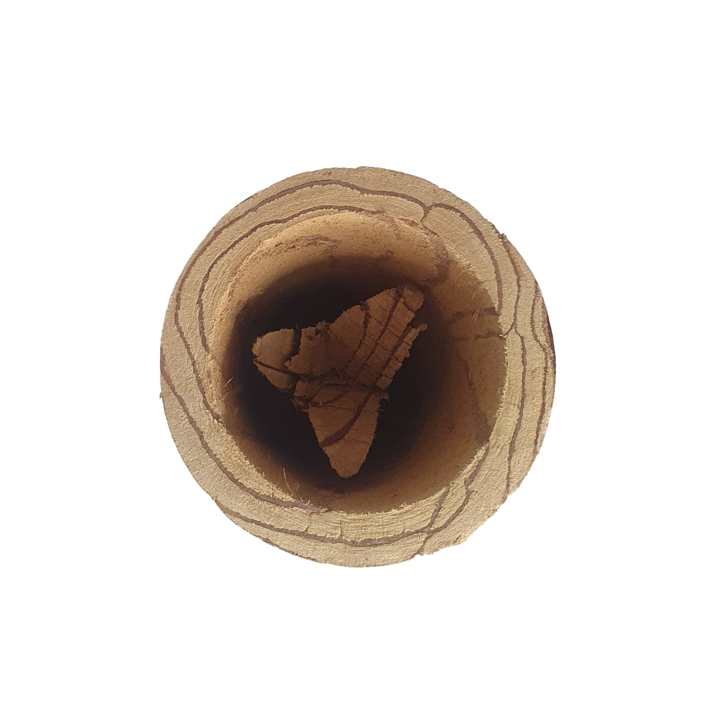 Mug Lakpura® Kothala Himbutu (Salacia reticulata)