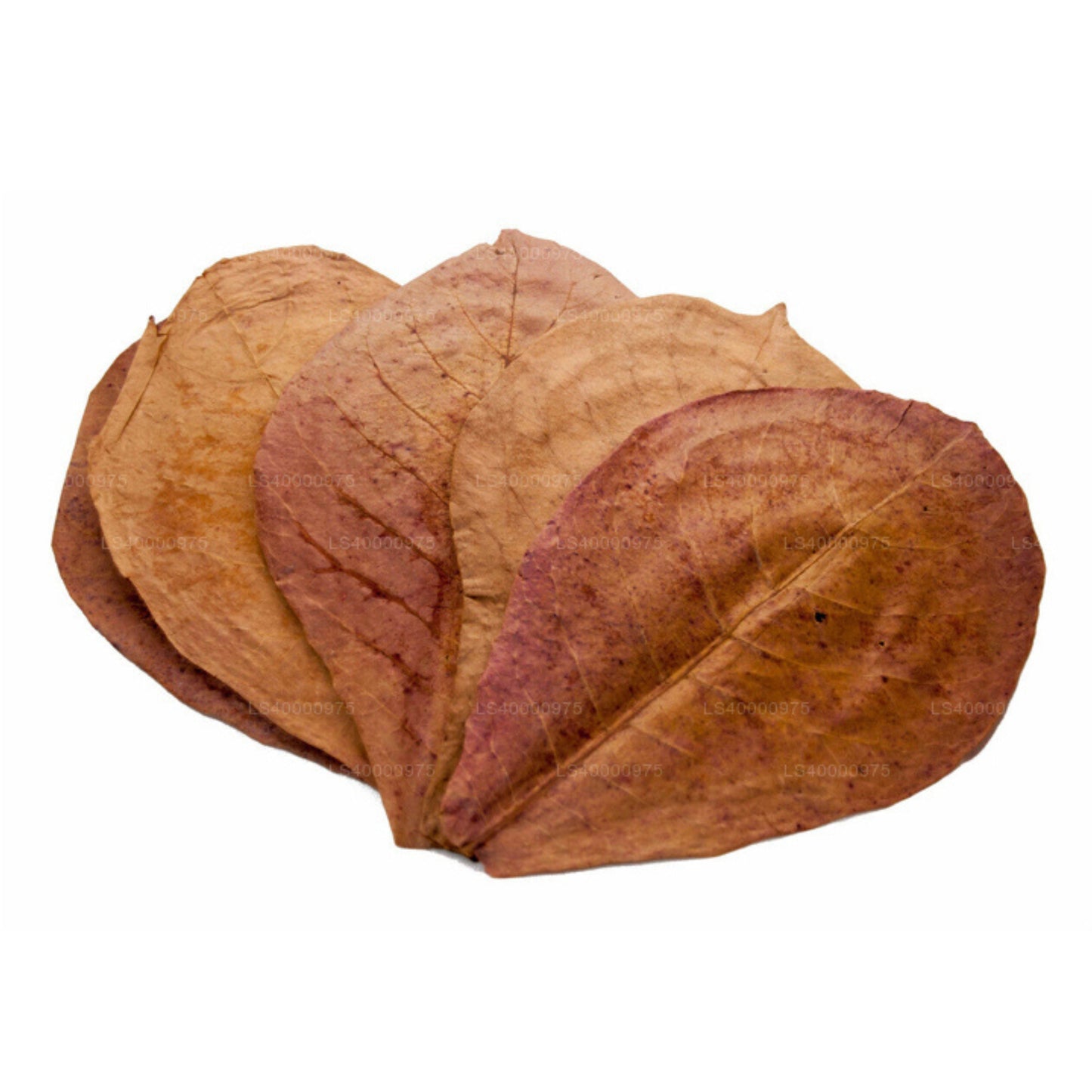 Lakpura déshydratée (Kottan, Kottamba, amande indienne) Terminalia catappa 100 feuilles (100 g)