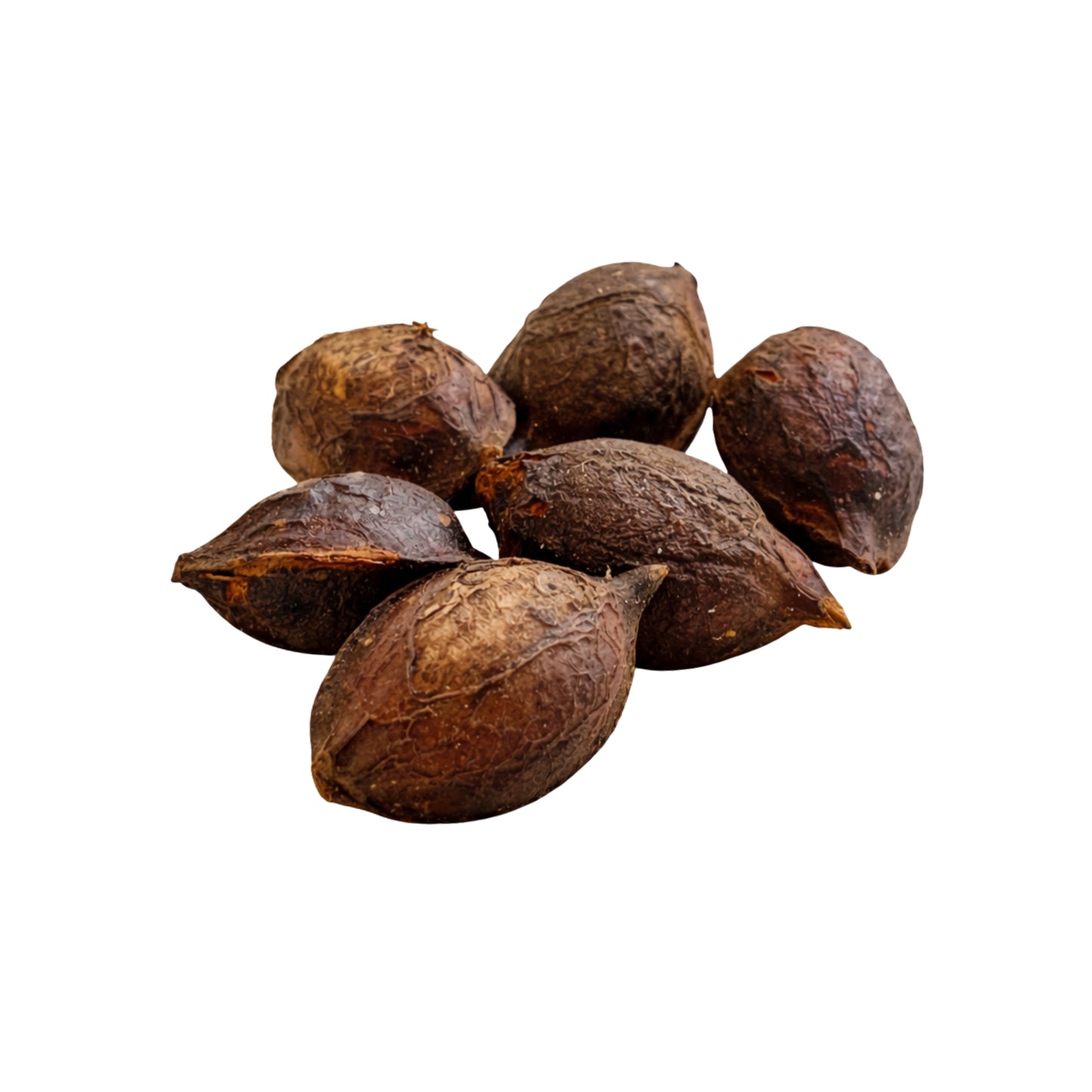 Lakpura® Terminalia Catappa (Kottamba) Graines Entières