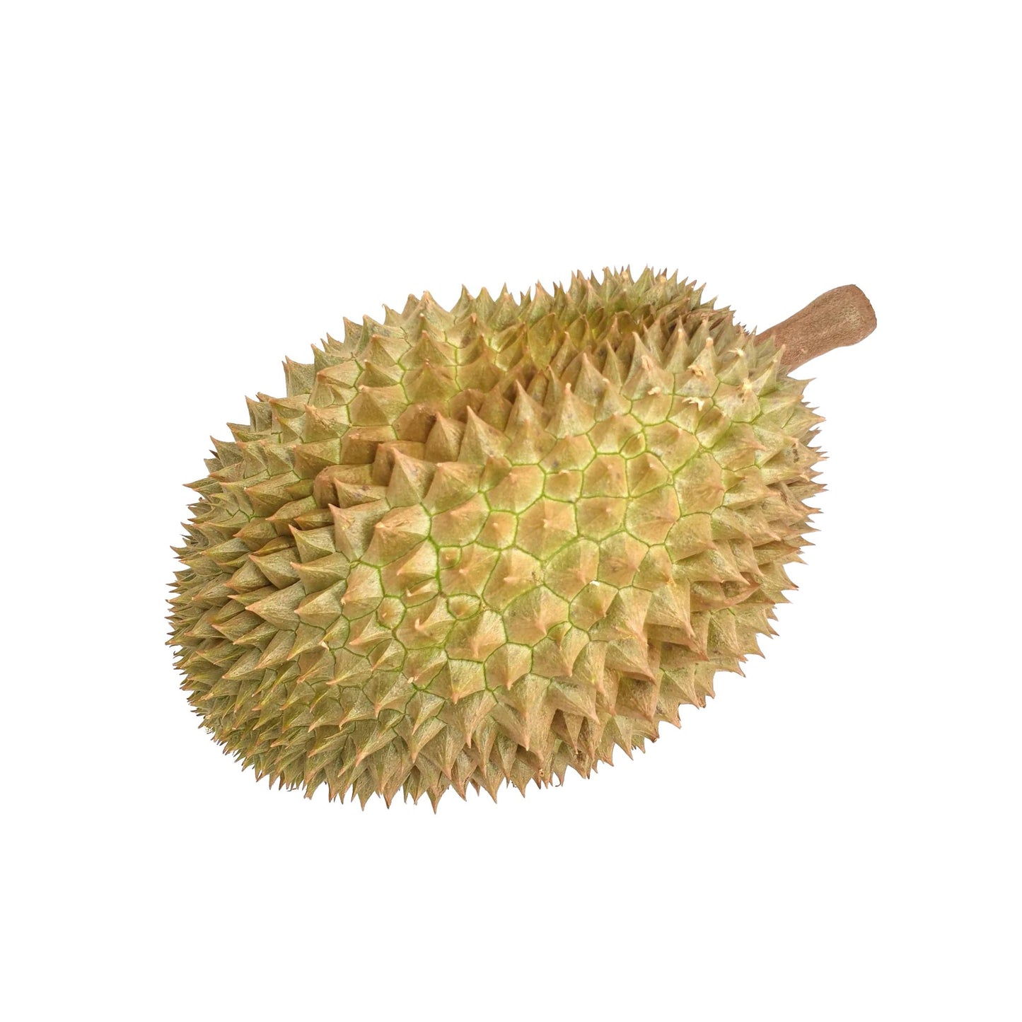 Durian Lakpura®