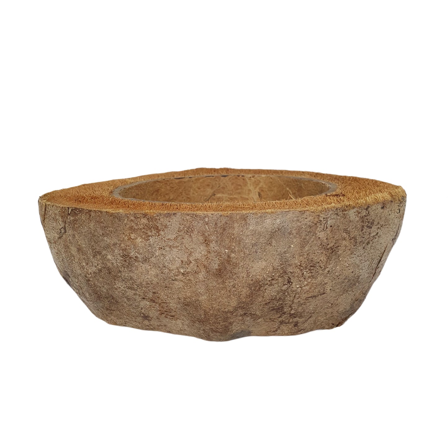 Design de pot de plantation en noix de coco naturelle Bivenro (taille libre)