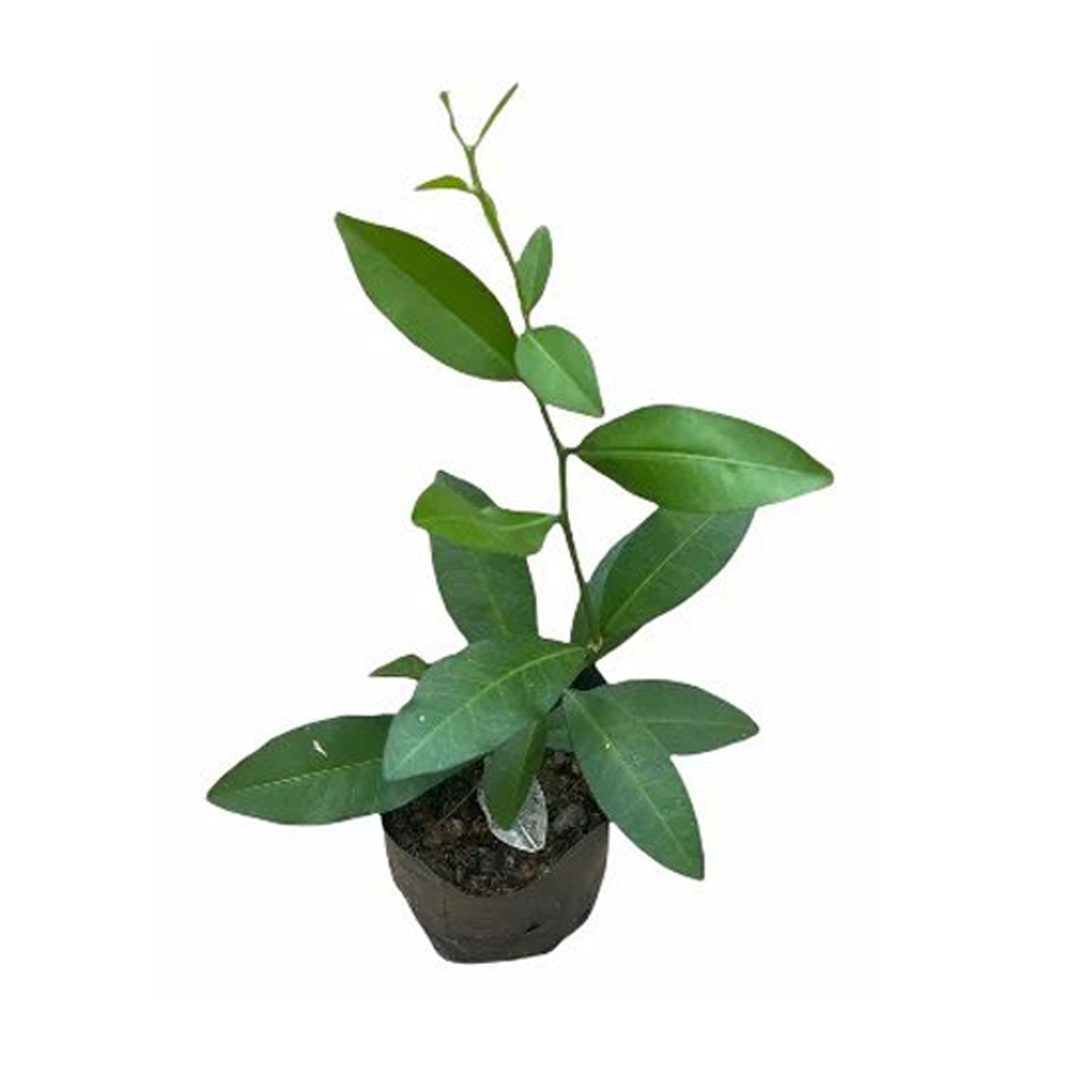 Yaki Naran () Plantes médicinales