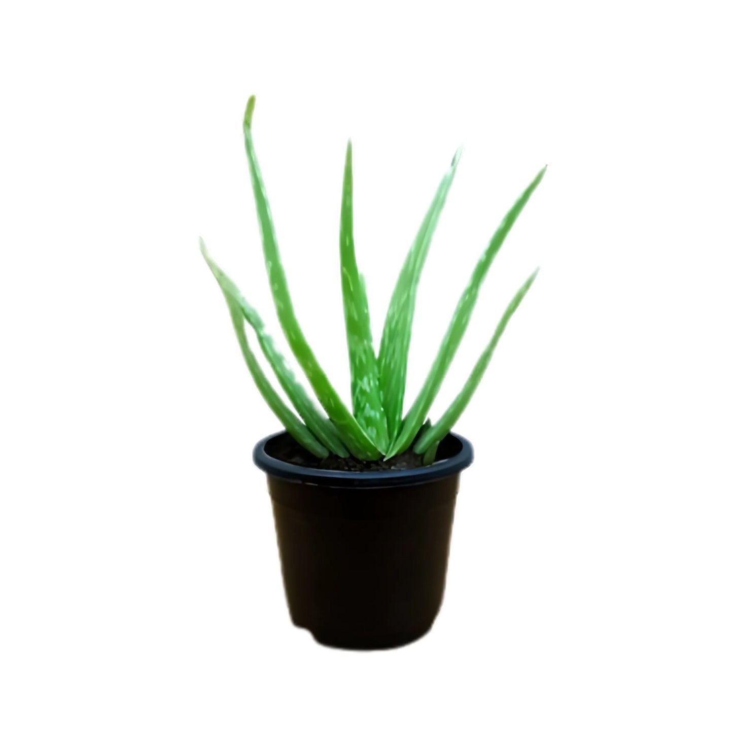 Plante d'aloe vera Lakpura (Komarika)