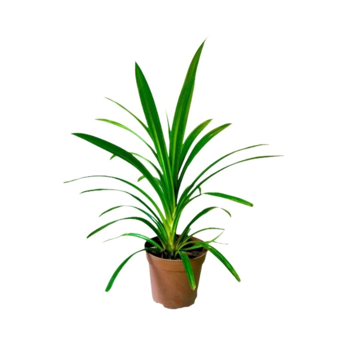 Plantes de feuilles de pandan Lakpura®