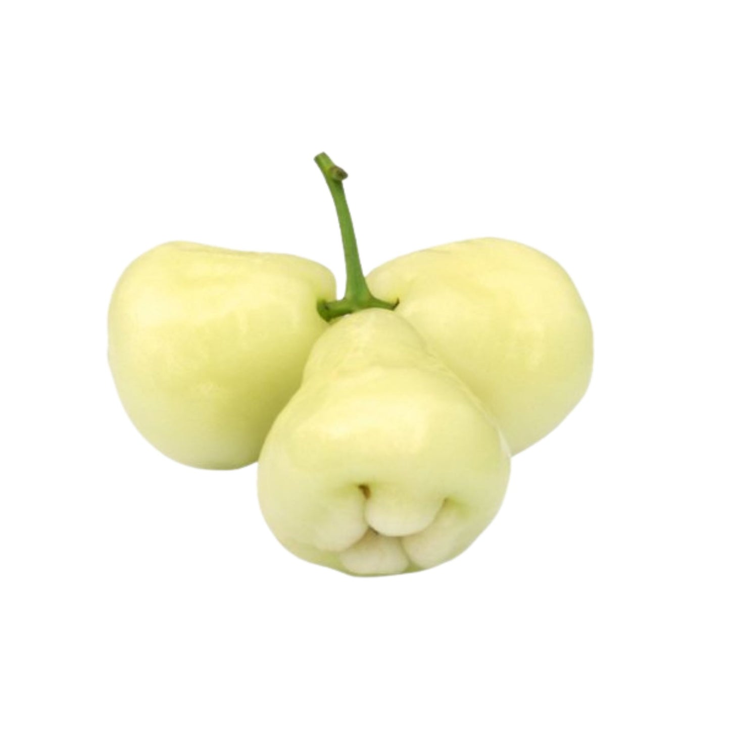 Pommier Lakpura® White Rose