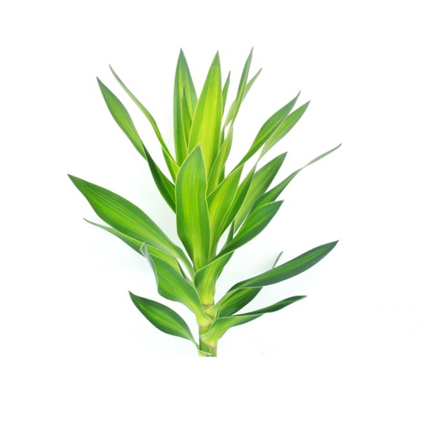 Lakpura Dracaena Reflexa 'Green' (50 feuilles) de taille moyenne