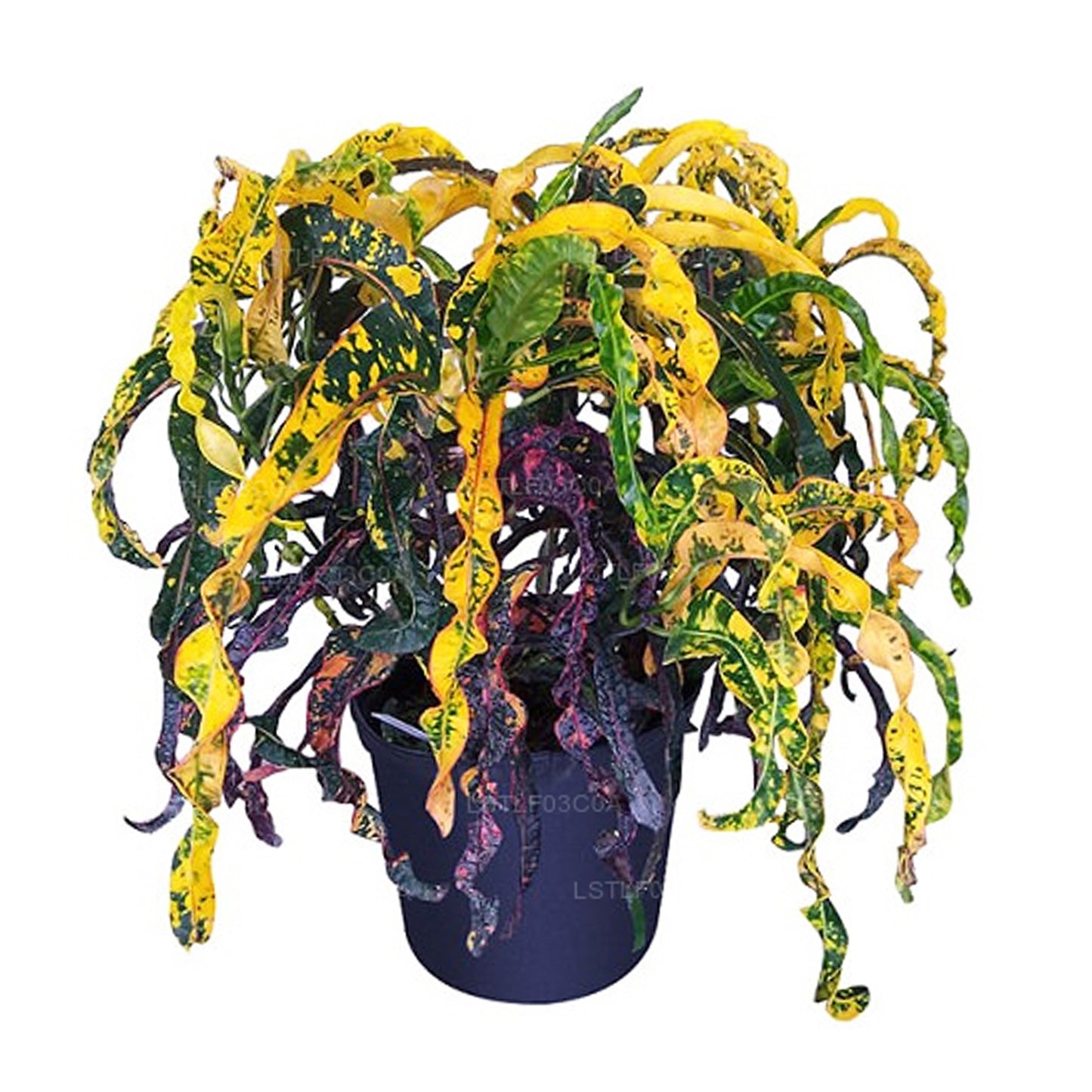 Lakpura Dreadlocks Croton (30 feuilles)
