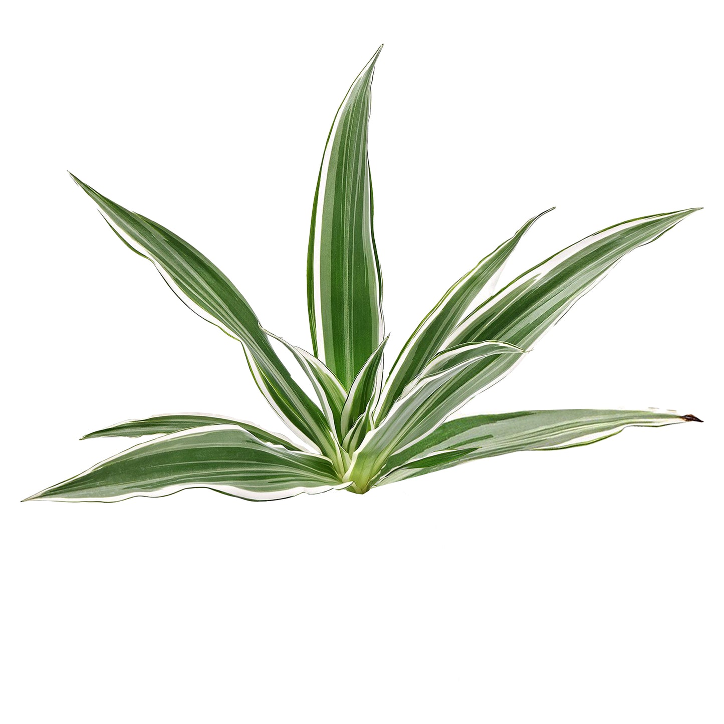 Lakpura Dracaena Sanderiana blanche (50 feuilles) de taille moyenne