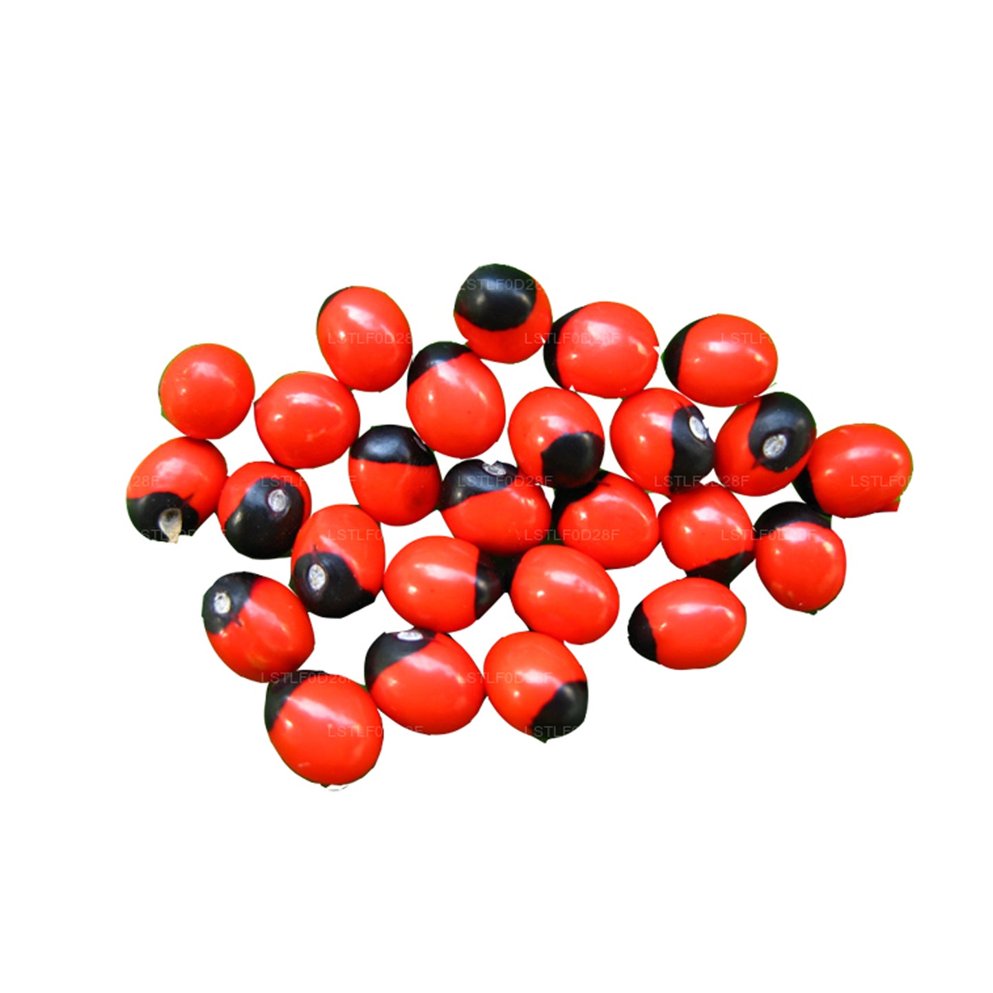 Graines Lakpura® Olinda (Abrus marocain)