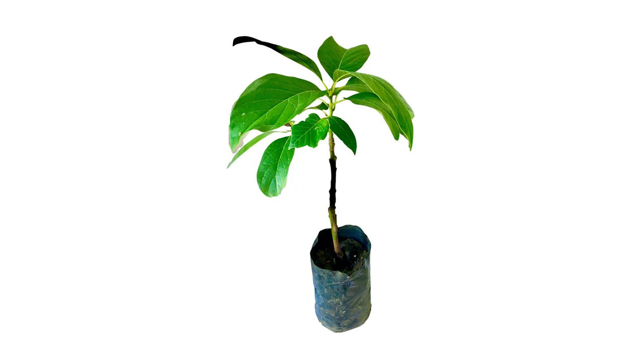 Lakpura Avocado Grafted Plant