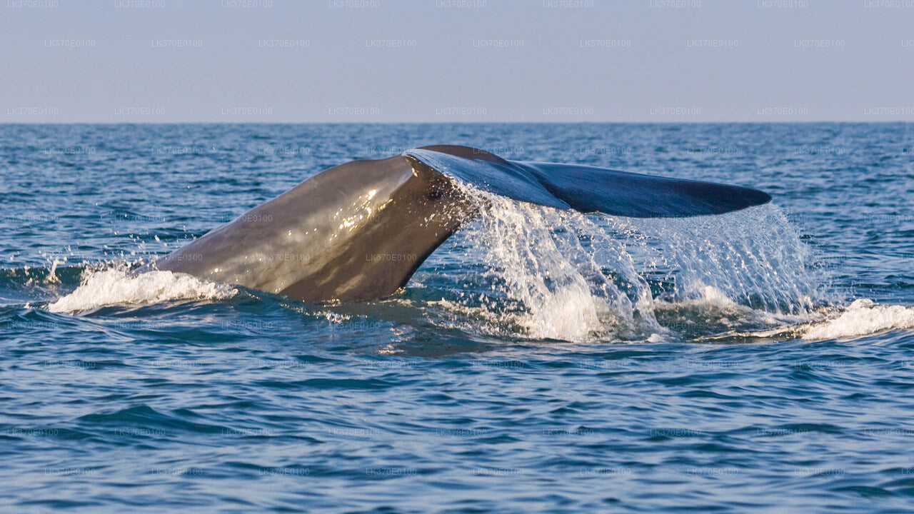 Observation des baleines au départ de Beruwala en bateau partagé