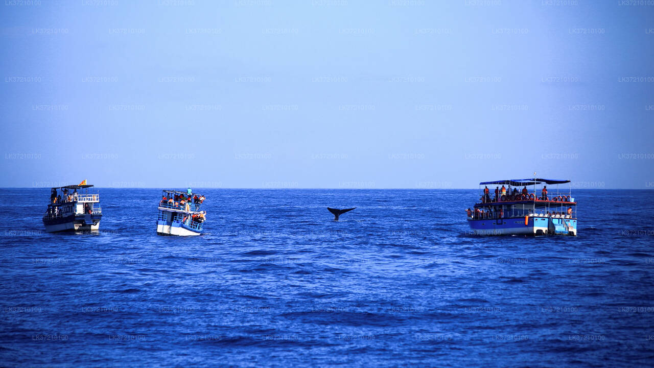 Observation des baleines au départ de Tangalle en bateau partagé