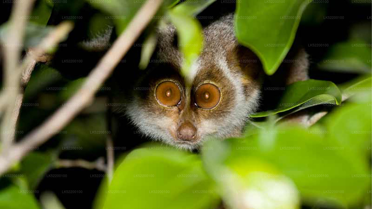 Observation des loris depuis Sigiriya