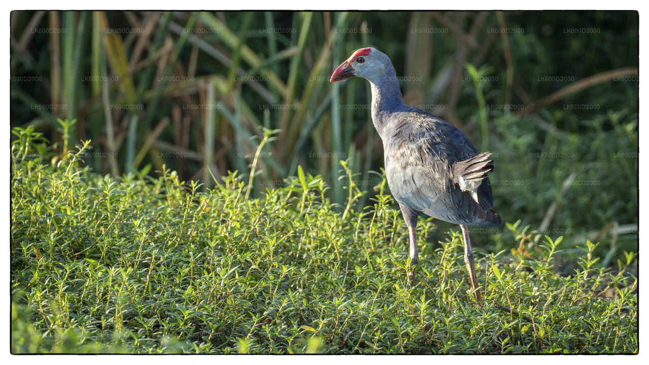 Safari au parc national du Bundala depuis Bentota
