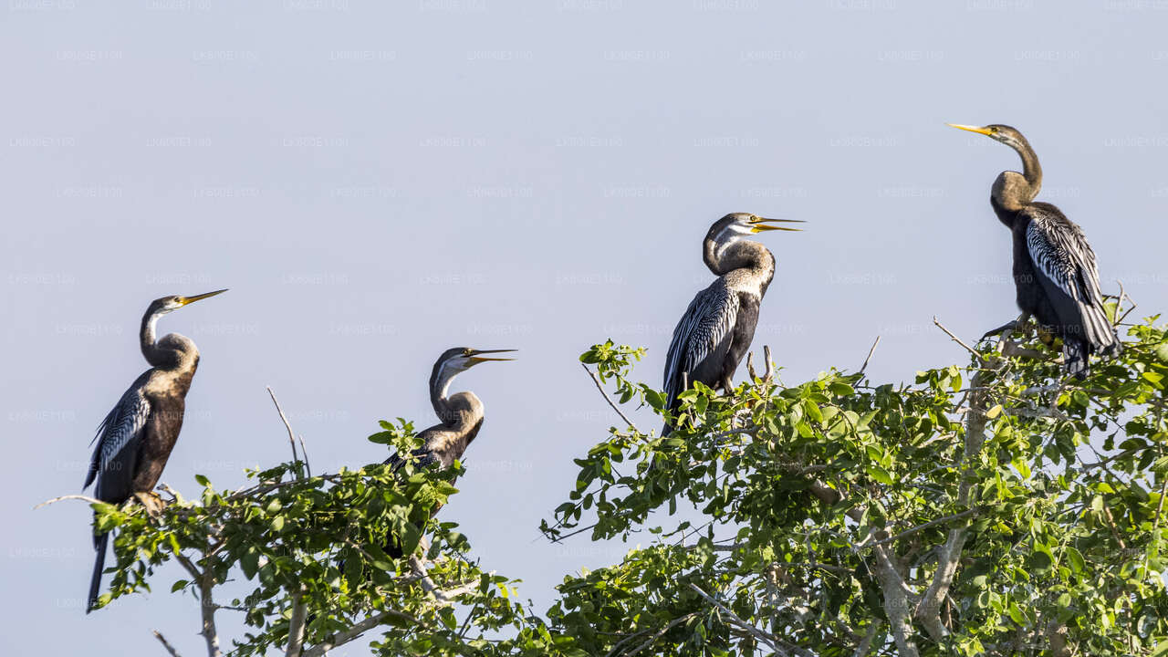 Safari dans le parc national du Bundala depuis Beruwala