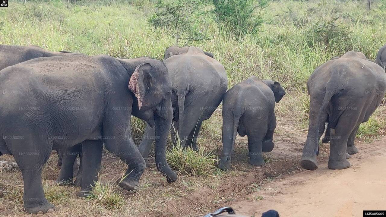 Safari privé au parc écologique de Hurulu au départ de Habarana