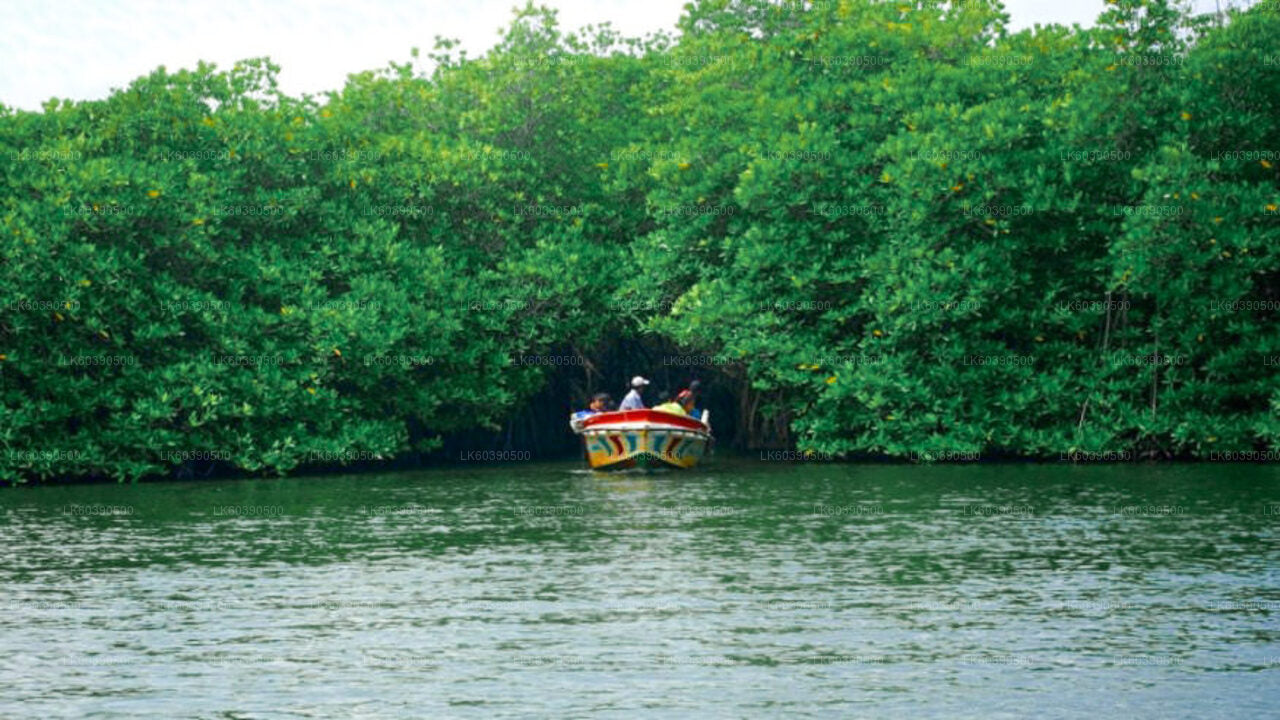 Points forts de la côte sud et safari fluvial au départ de Balapitiya