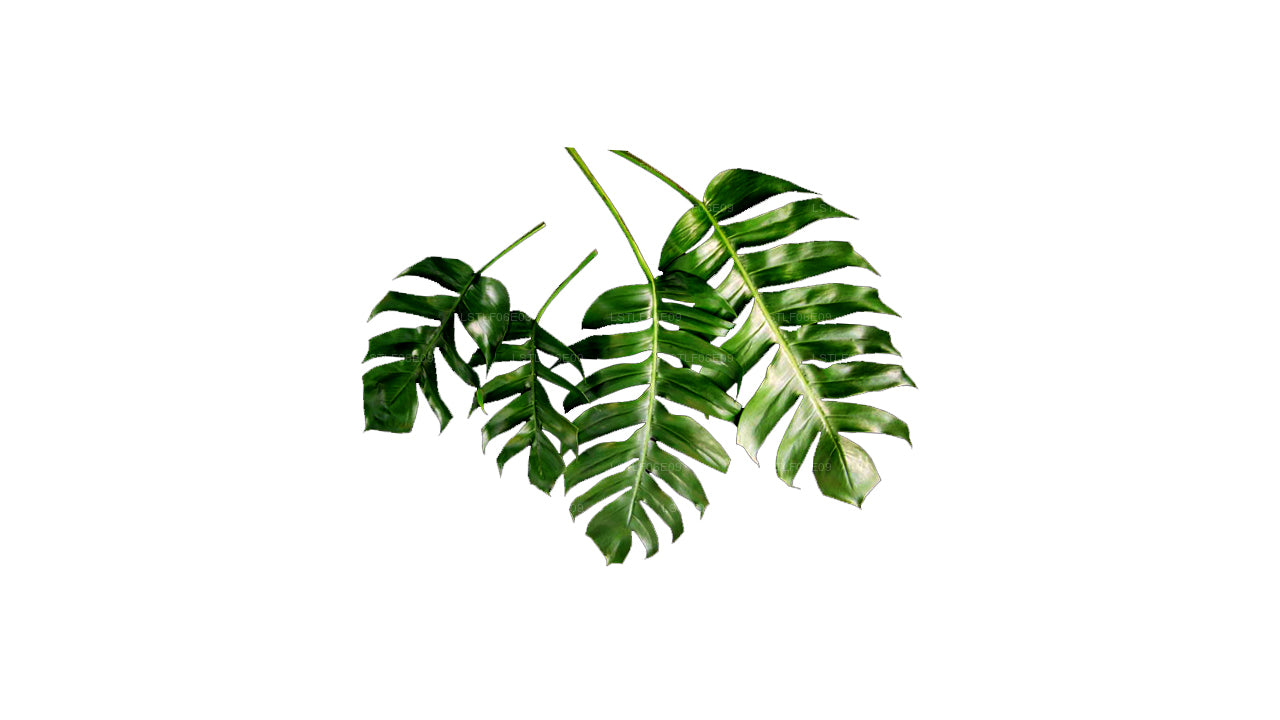 Lakpura Monstera (20 Leaves) Medium