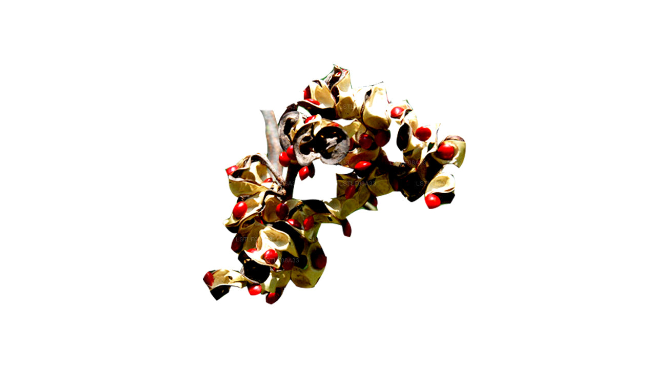 Graines Lakpura Madatiya (graines rouges, graines décoratives) 250 graines