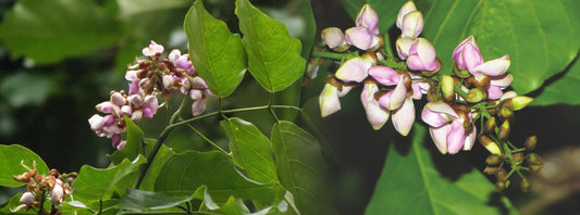 Pongamia pinnata