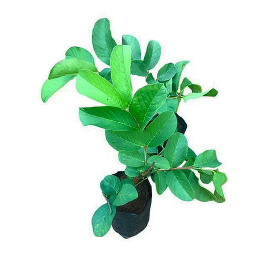 Plante fruitière de goyave Lakpura Kilo