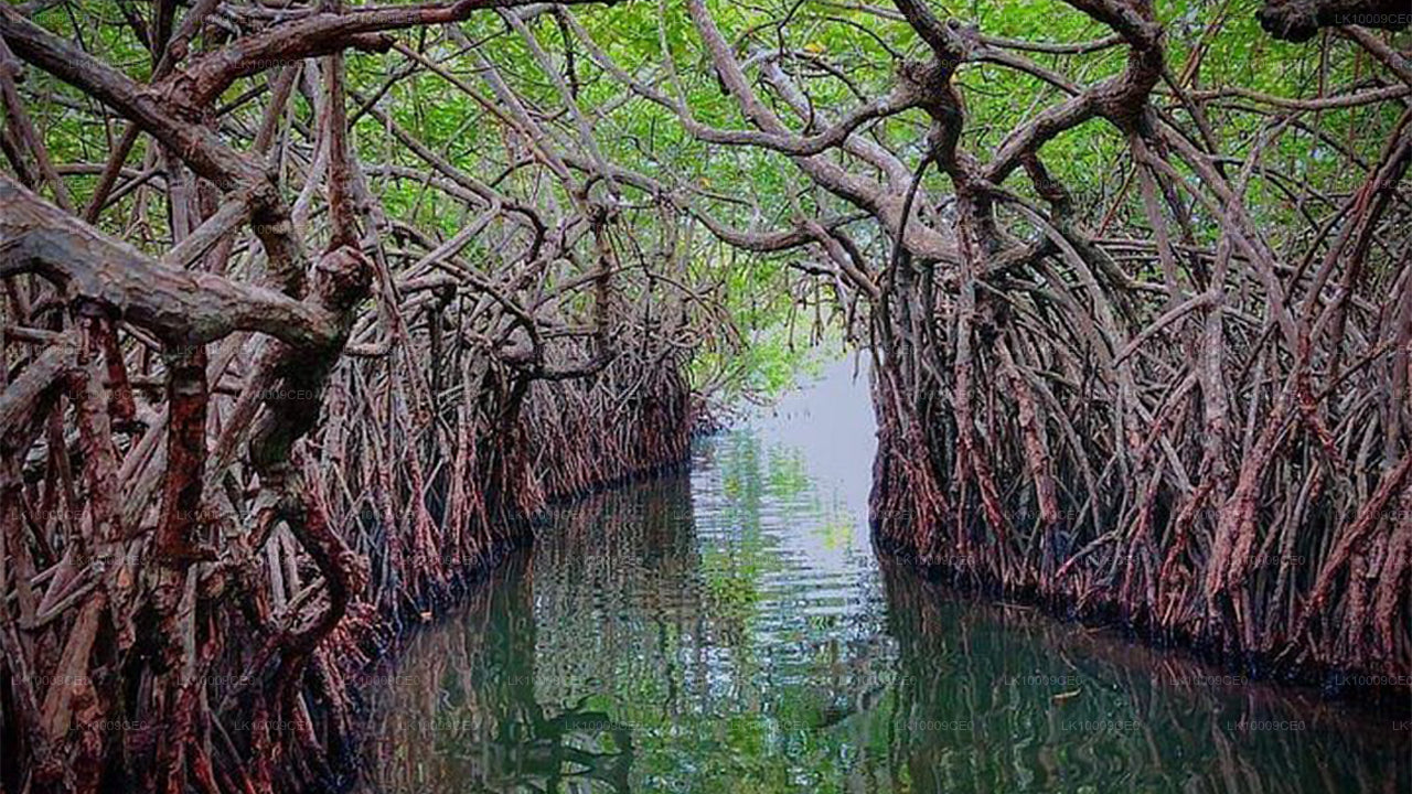 Lunuganga Estate,Turtles and Madu River from Galle City