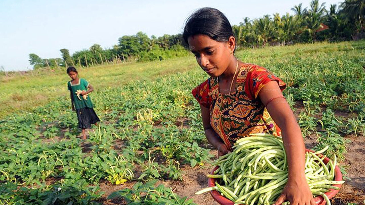 Circuit durable (10 jours)