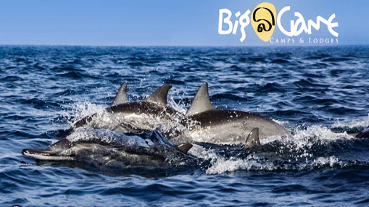 Big Game Camps & Lodge Alankuda, Kalpitiya