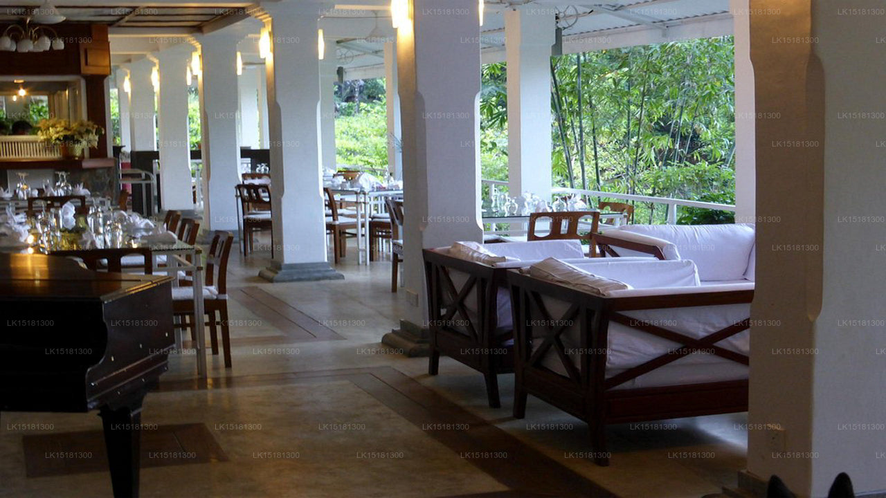 Bordure de forêt, Kitulgala