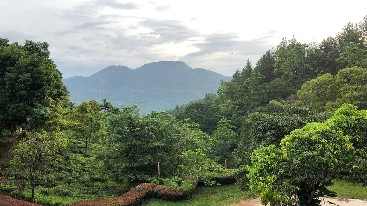 Bordure de forêt, Kitulgala