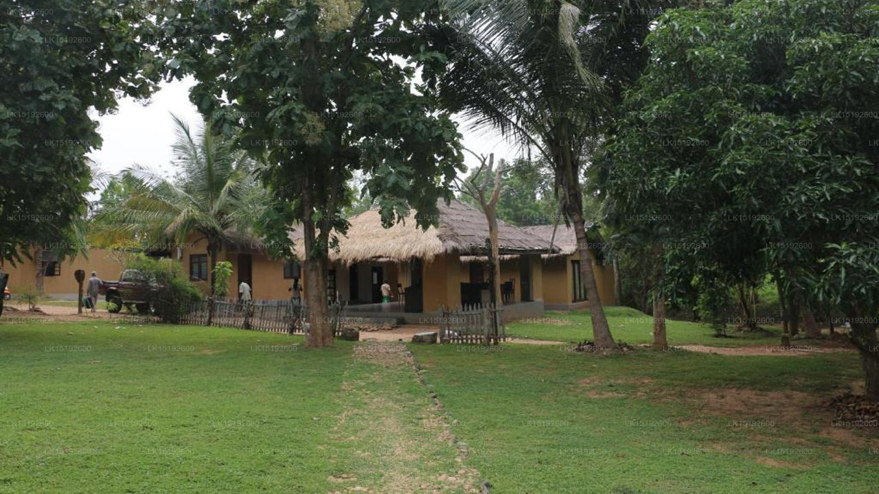 Wild Escape, Buttala