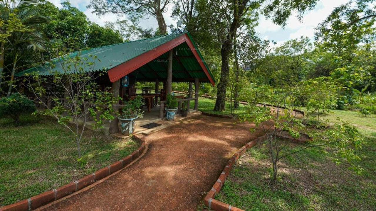 Sigiri Close-up View Guest, Sigiriya