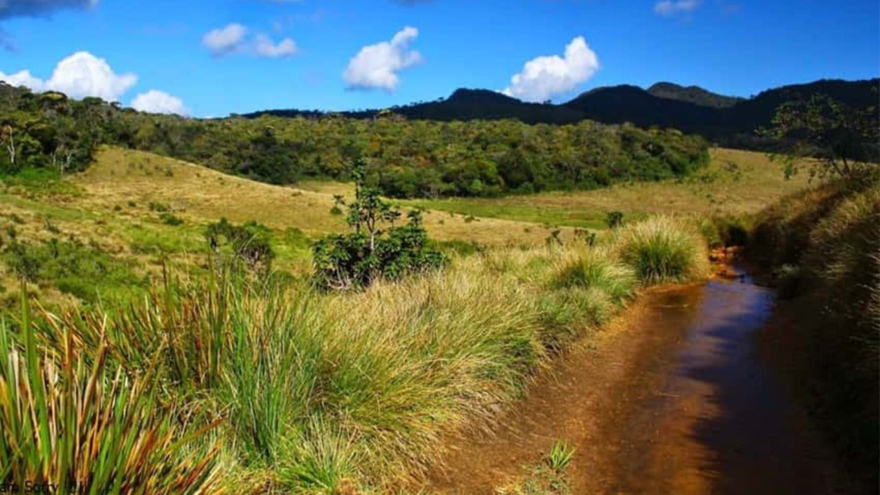 Visite guidée du parc national d'Horton Plains avec billets d'entrée