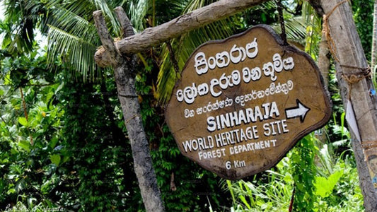 Visite guidée de la réserve forestière de Sinharaja avec billets d'entrée