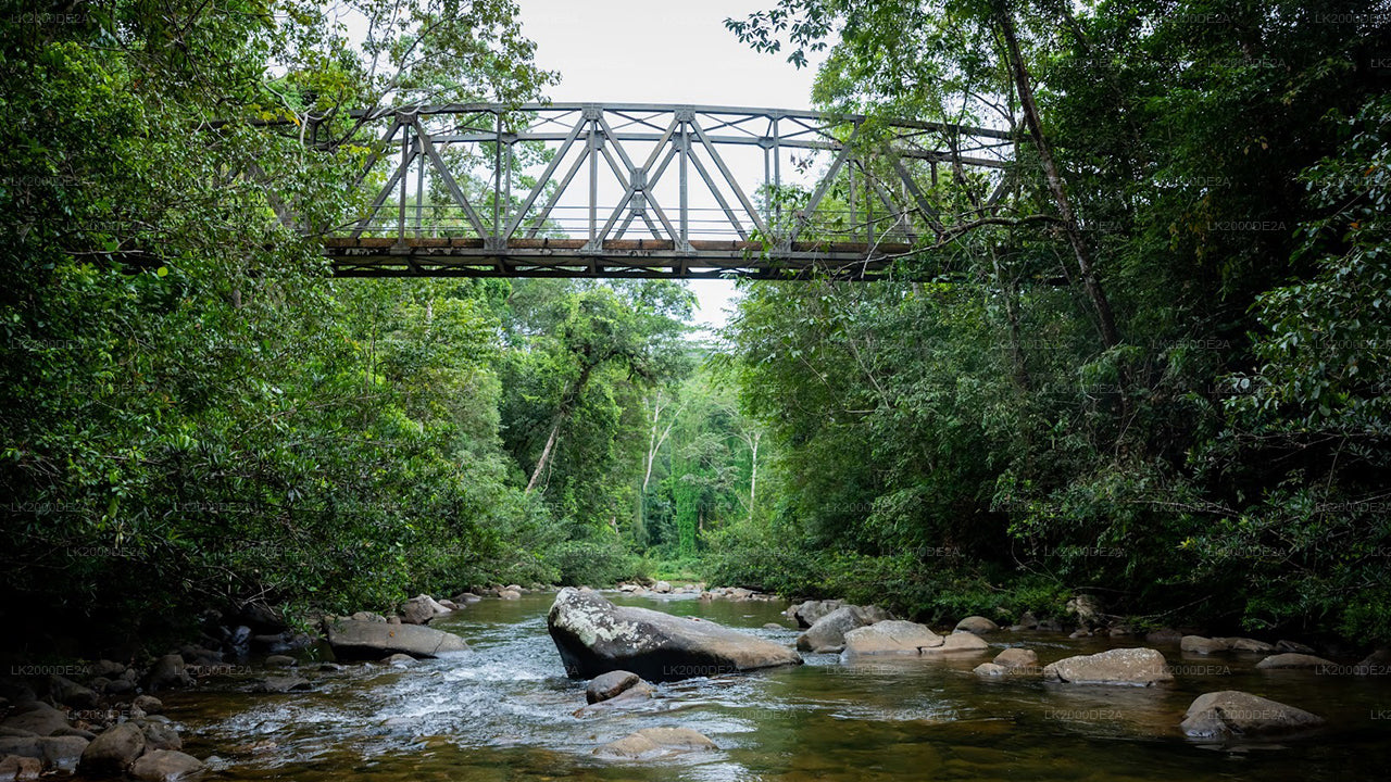 Visite guidée de la réserve forestière de Sinharaja avec billets d'entrée