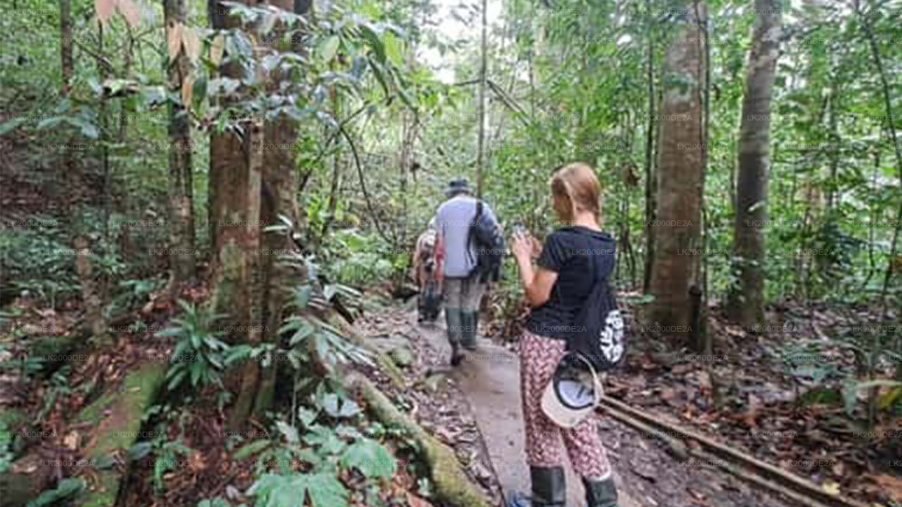 Visite guidée de la réserve forestière de Sinharaja avec billets d'entrée