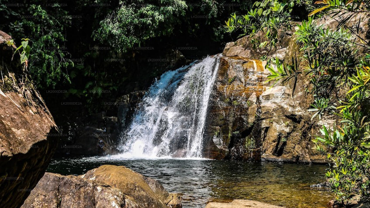 Visite guidée de la réserve forestière de Sinharaja avec billets d'entrée