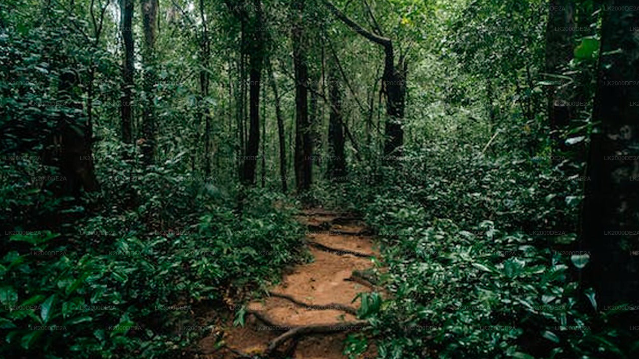 Visite guidée de la réserve forestière de Sinharaja avec billets d'entrée