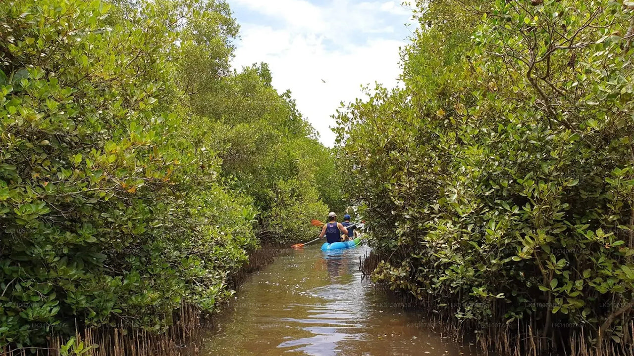 Excursion en kayak sur le lagon au départ de Negombo
