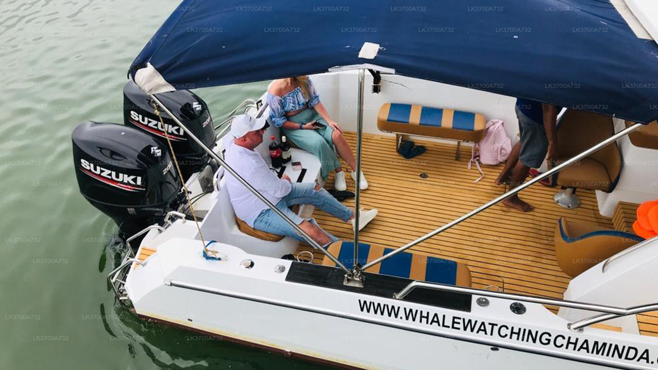 Excursion privée d'observation des baleines en hors-bord de luxe au départ de Mirissa