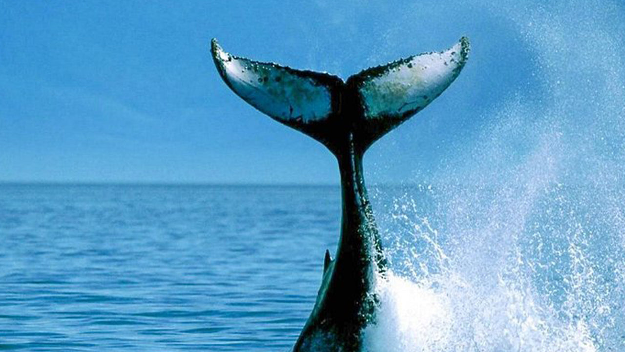 Excursion privée d'observation des baleines en hors-bord de luxe au départ de Mirissa