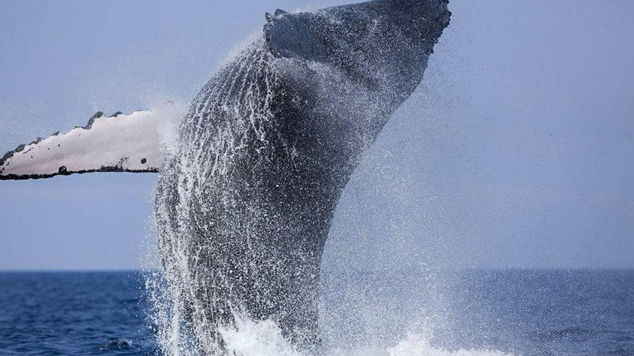 Excursion privée d'observation des baleines en hors-bord de luxe au départ de Mirissa