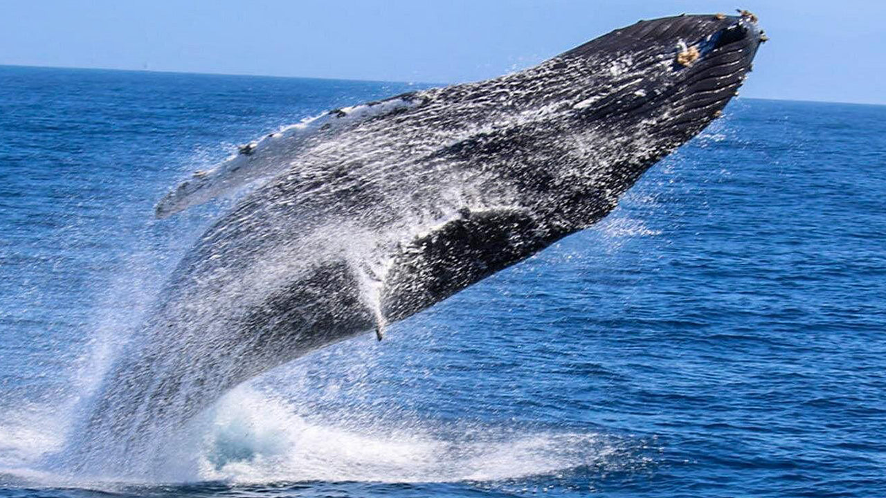 Excursion privée d'observation des baleines en hors-bord de luxe au départ de Mirissa